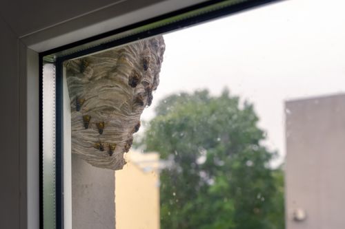 Wespen_Wespennest_kostet_2022-05-29 235349.png